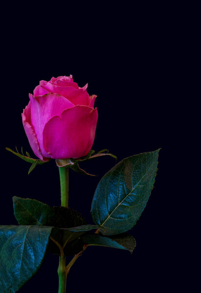 Dark pink rose with green leaves on blue background,macro of a single isolated blossom with stem