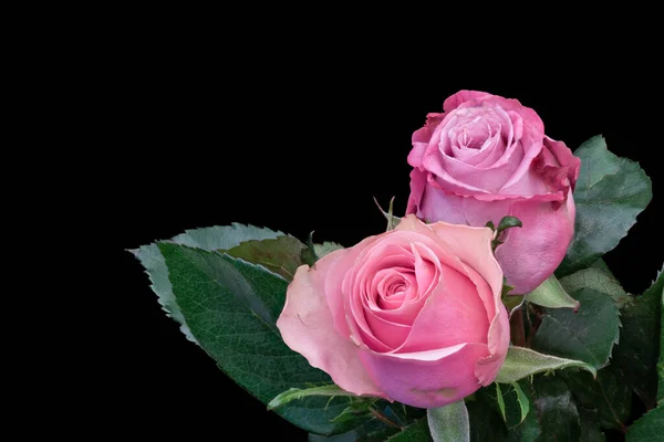 Pastelowy czerwony różowy kwiat róży para makro z zielonymi liśćmi — Zdjęcie stockowe