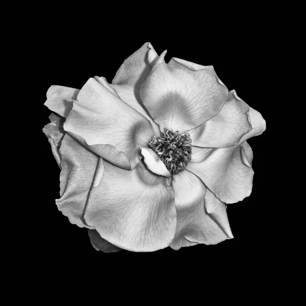 Monochrome wide open silver glossy rose blossom macro,black background