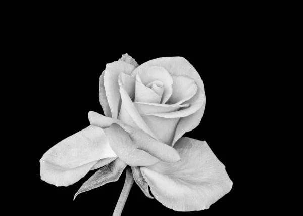 Beaux-arts nature morte monochrome brillant blanc fleur macro — Photo