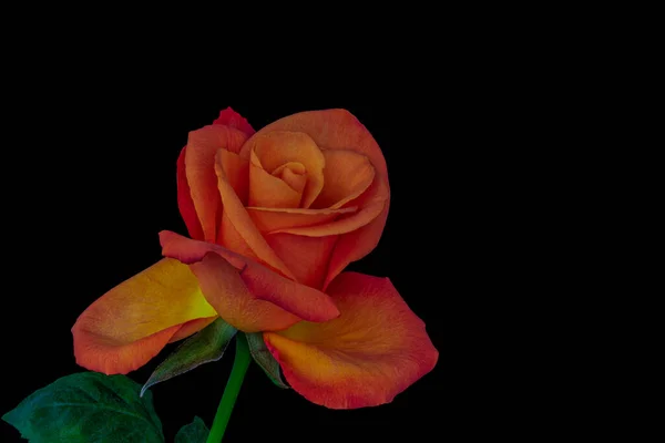 Macro couleur audacieuse d'une jeune rose, fleur jaune rouge orangé isolé — Photo