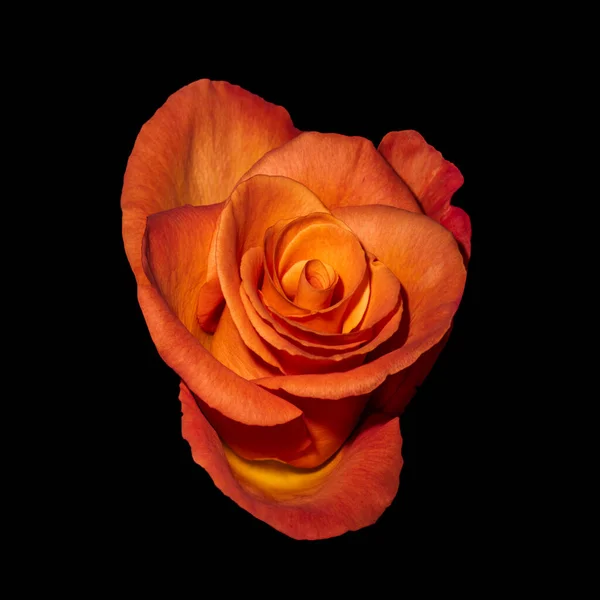 Macro of a single isolated bold orange yellow rose blossom on black — Stock Photo, Image