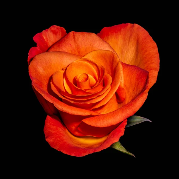 Makro pojedynczego pojedynczego, pogrubionego kwiatu pomarańczowo-żółtej róży, liści — Zdjęcie stockowe