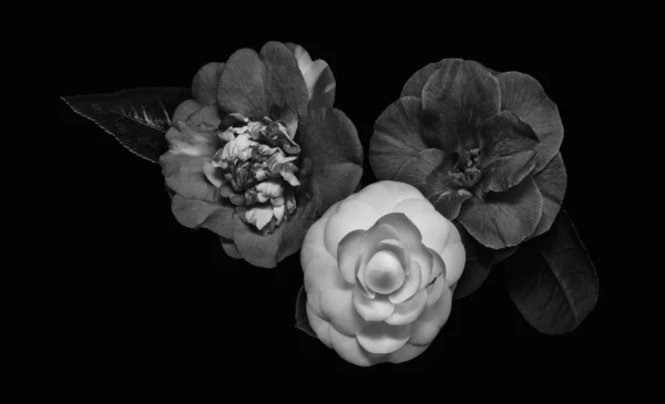 Macro monocromatico scuro di tre fiori di camelia, sfondo nero — Foto Stock