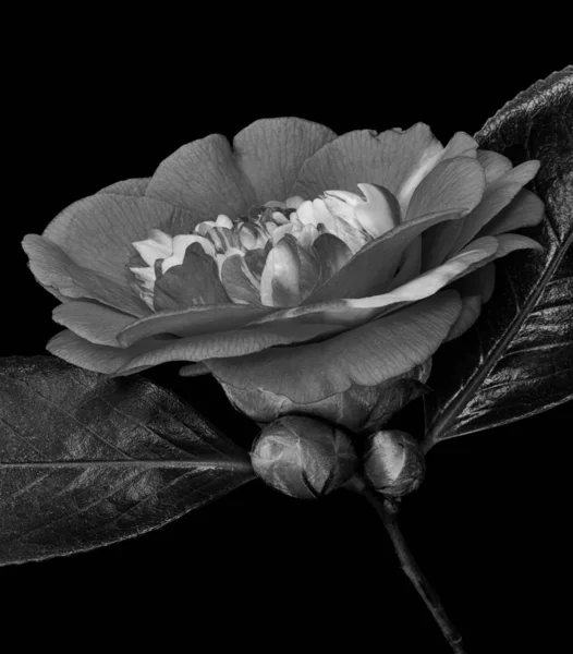 Baja llave monocromo gris blanco veteado camelia blossom.pair de brotes — Foto de Stock