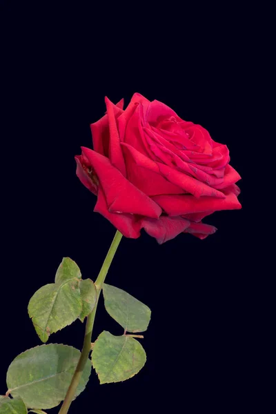 Rose rouge isolée simple avec des feuilles vertes macro, fond bleu foncé — Photo