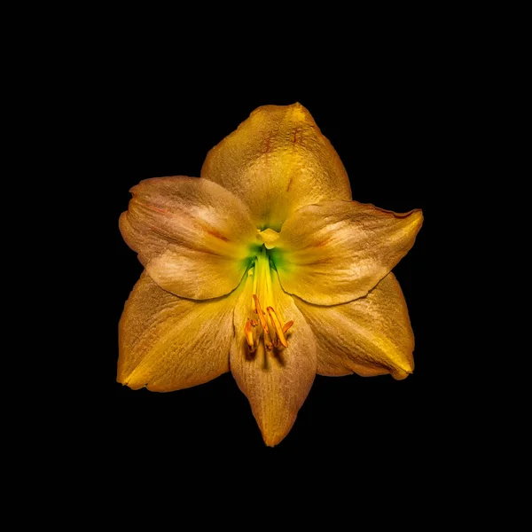 Glossy golden metallic amaryllis blossom on black background — 스톡 사진