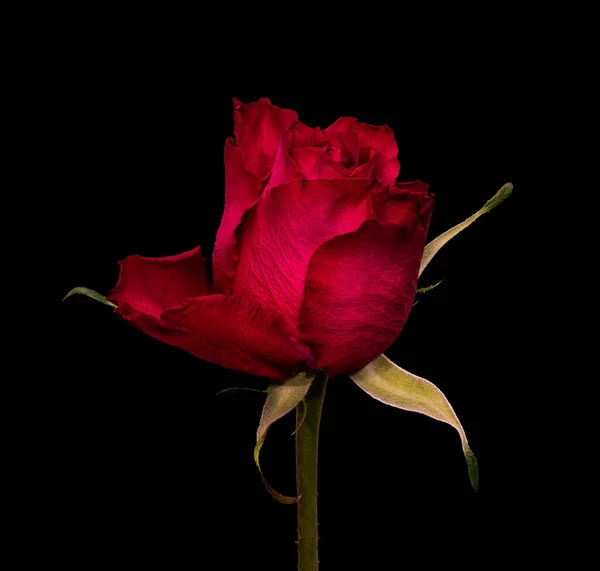 Rose rouge foncé isolée unique avec feuille verte sur fond noir — Photo