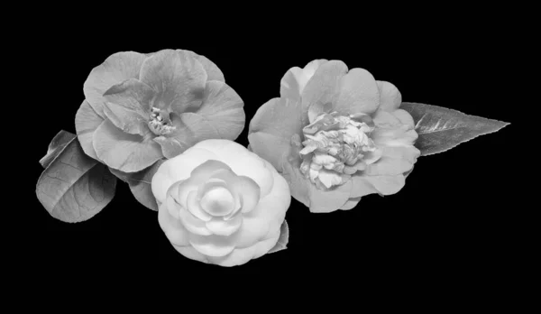 Bright monochrome macro of three camellia blossoms,black background — 스톡 사진