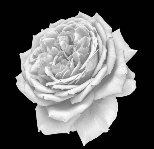 Monochrome fine art still life rose macro of a single bright white bloom — Stock Photo, Image