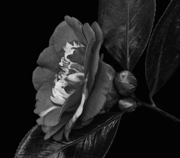 Dark monochrome gray white veined camellia blossom. two buds,macro — Stock Photo, Image