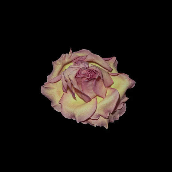 单瓣淡黄粉红玫瑰花宏观，古色古香 — 图库照片