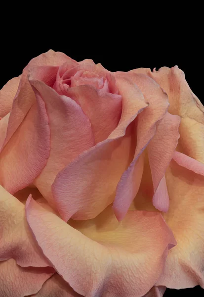 Rose jaune fleur de rose macro, couleur beaux-arts nature morte — Photo