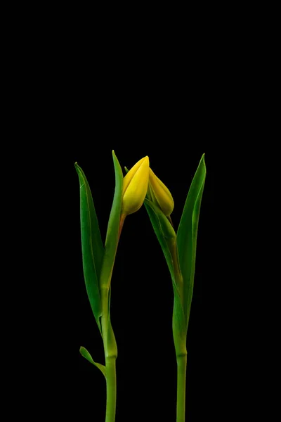 Isolated yellow tulip blossom pair minimalistic macro on black back — Stock Photo, Image