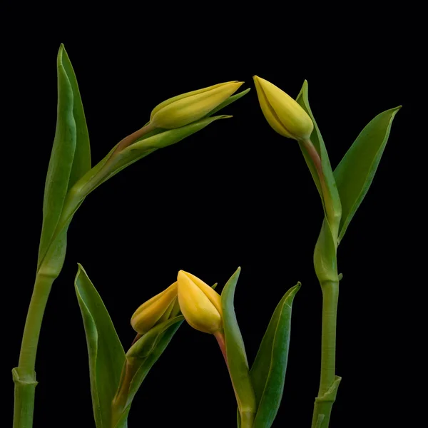 Two isolated yellow tulip blossom pairs minimalistic macro on black — Stock Photo, Image