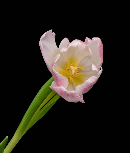 Ljusrosa vit enda öppen tulpan blomma hjärta makro på svart — Stockfoto