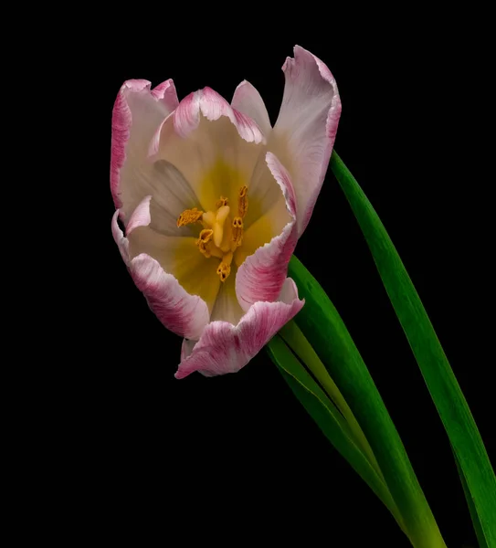 Sürrealist pembe çiçek açan beyaz kalp siyah arka planda makro — Stok fotoğraf