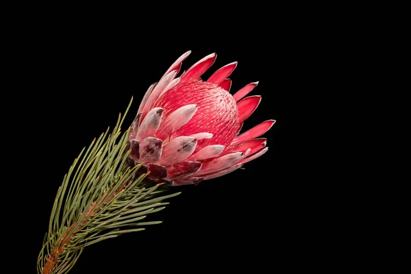 Czerwony kwiat białek z łodygą i zielonymi liśćmi wyizolowanymi na czarno — Zdjęcie stockowe