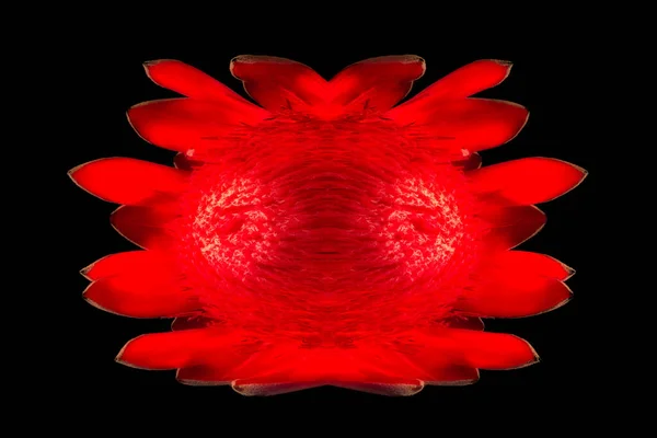 Neon red glowing protea blossom surrealistic fantasy macro on black — Stock Photo, Image