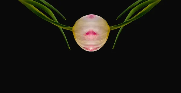 Surrealistyczne kolaż, dwa jasne świecące różowy biały tulipan pół kwitnie — Zdjęcie stockowe