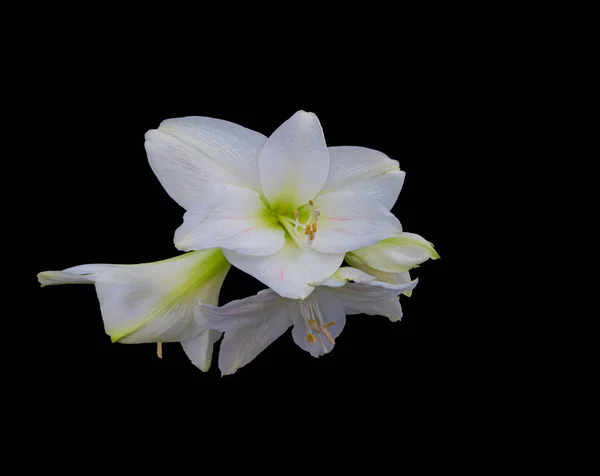Weelderig wit groen amaryllis bloesem groep helder macro op zwarte rug — Stockfoto