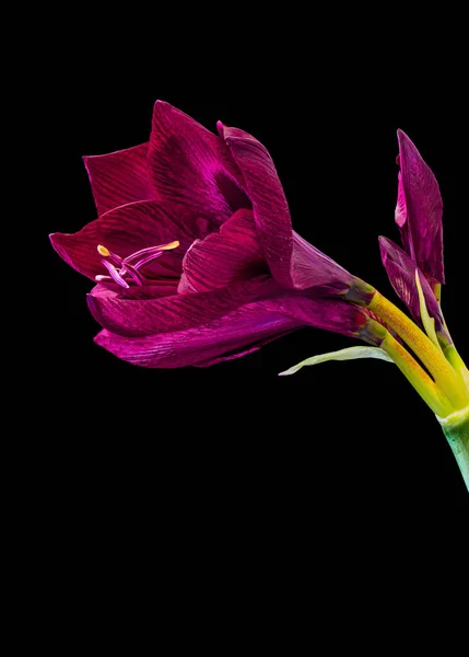 Фиолетовый амариллис цветение и бутон, черный фон, изобразительное искусство натюрморт — стоковое фото