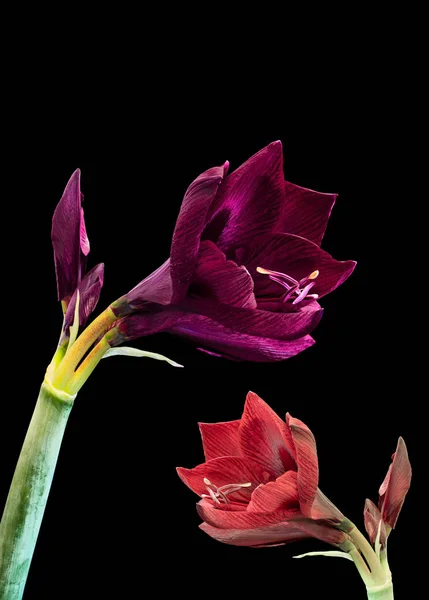 Red purple amaryllis pair with open blossoms and buds,black background — Stock Photo, Image