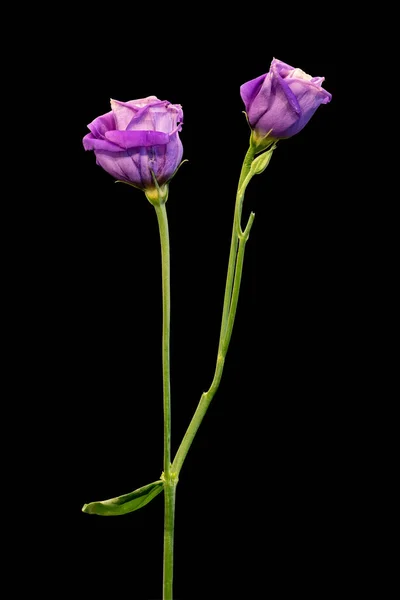 Violet showy prairie gentian blossom pair macro, vintage fine art — 스톡 사진