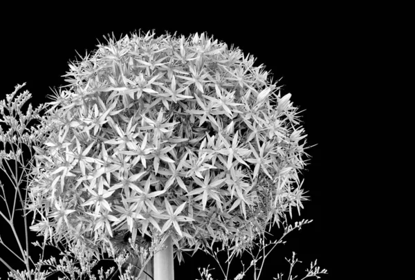 Bouquet monochrome de fleur d'oignon géant avec lavande de mer sur fond noir — Photo