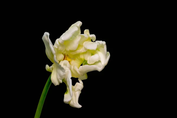 Blanc vert jaune veiné brillant ouvert fleur de tulipe perroquet — Photo