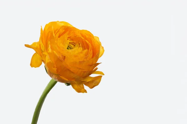 Orange buttercup blossom, fine art still life,single isolated on white — Stock Photo, Image