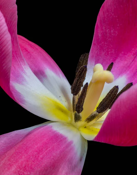 Piros fehér széles nyitott tulipán virág szív makro, élénk színek fekete — Stock Fotó