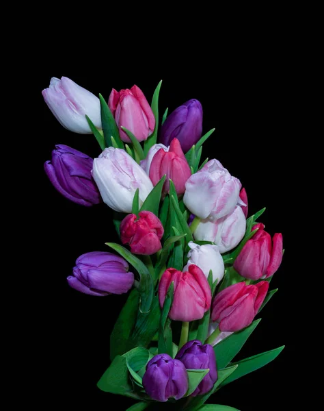 Tulipano bouquet macro, sfondo nero, fiori, colori naturali vividi — Foto Stock