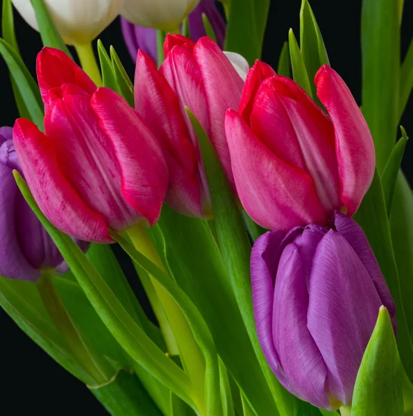 Lebendiger Tulpenstrauß Makro, schwarzer Hintergrund, weiß, rot, violette Blüten — Stockfoto