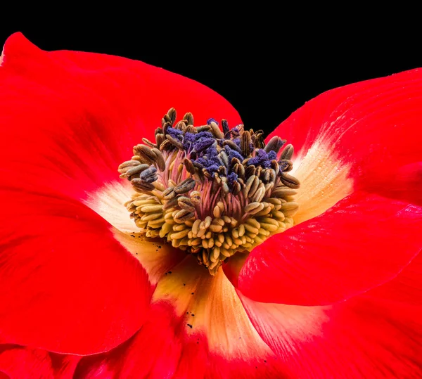 黒を基調とした赤白地の一枚花のアネモネの花のマクロは まだ細かい質感で広い開咲きの美術品のクローズアップを生きています — ストック写真