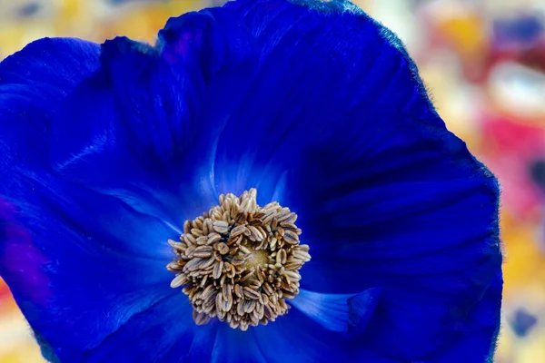 Isolé Unique Fleur Anémone Bleu Profond Macro Sur Fond Pétales — Photo