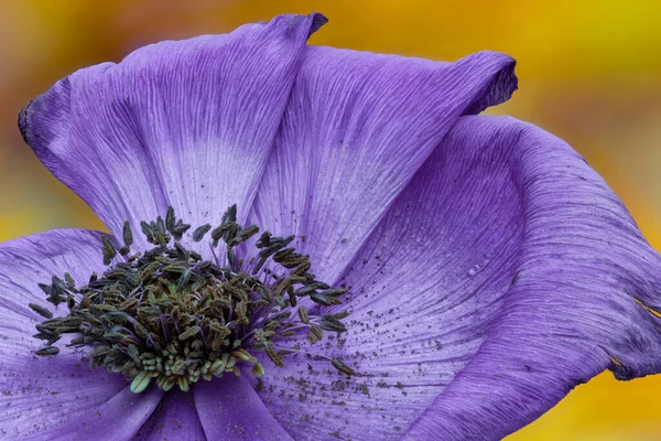 Lila Anemone Virág Pollen Makró Egy Elmosódott Sárga Színes Háttér — Stock Fotó