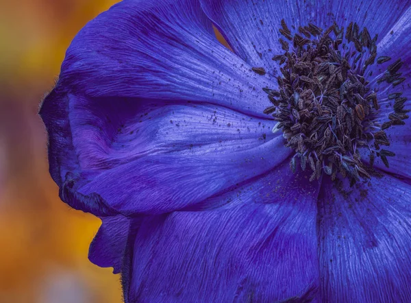 Merész Sötétkék Lila Anemone Virág Közelkép Pollen Egy Elmosódott Színes — Stock Fotó