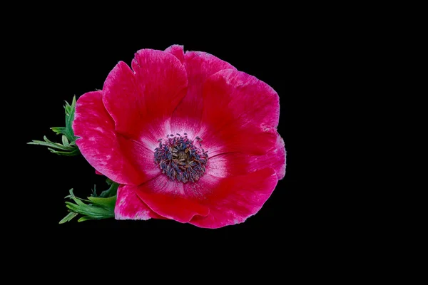 Único Isolado Vermelho Anêmona Flor Macro Fundo Preto Ainda Vida — Fotografia de Stock