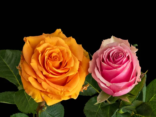 Rose Orange Rose Paire Fleurs Macro Avec Des Feuilles Vertes — Photo