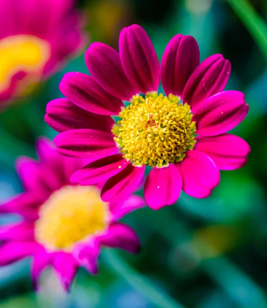Floral color outdoor flower close up portrait of a single dark pink blooming flowering marguerite / daisy blossom on natural blurred background on a sunny day taken in summer or spring