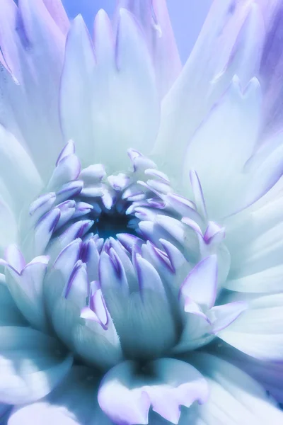 Surreal fantasy flower, violet dreams,soft color macro portrait, isolated single blue violet flowering dahlia blossom,petals looking like fingernails,lipstick,still life floral,painting style,pop-art
