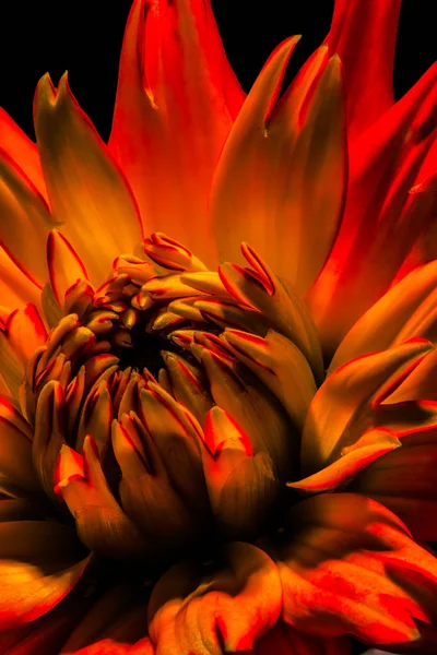 Bellas Artes Bodegón Flor Floral Macro Retrato Rojo Ardiente Floración — Foto de Stock