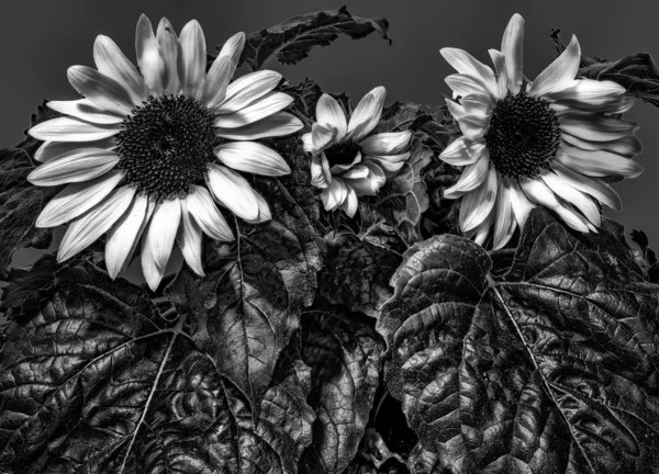 Monochrome Zwart Wit Beeldende Kunst Bloemen Surrealistische Fantasie Closeup Van — Stockfoto