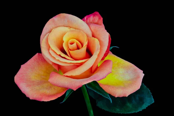 macro of a young rose,single isolated orange red yellow bloom,green leaves,stem,black background,detailed texture