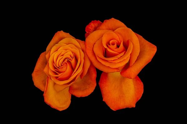 Surrealistyczne Czerwone Pomarańczowy Kwiat Róży Para Makro Czarnym Tle — Zdjęcie stockowe