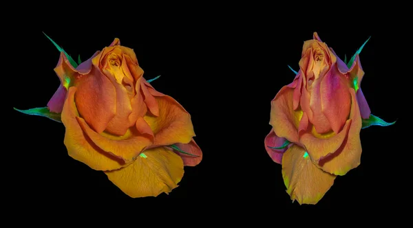 Regenbogenfarbig Isoliert Rosenblütenpaar Makrofantasie Auf Schwarzem Hintergrund Surrealistische Lebendige Bunte — Stockfoto