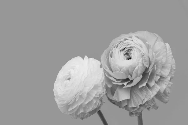 Parlak Gri Arkaplanda Tek Renkli Düğün Çiçeği Çifti Detaylı Doku — Stok fotoğraf