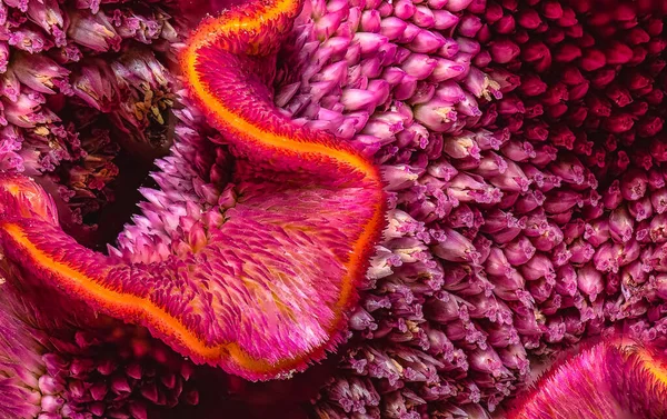 Floral Lebendige Bunte Makro Porträt Einer Celosia Blütenlandschaft Violett Und — Stockfoto