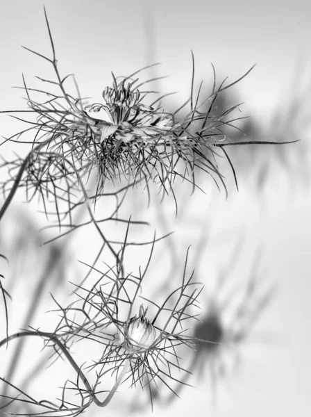 Monochrome Love-in-a-mist with Shadows on White Background